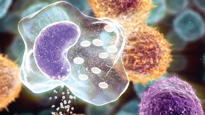 Bilim insanları yaşlanmayı yavaşlatan özel bağışıklık hücresi keşfetti